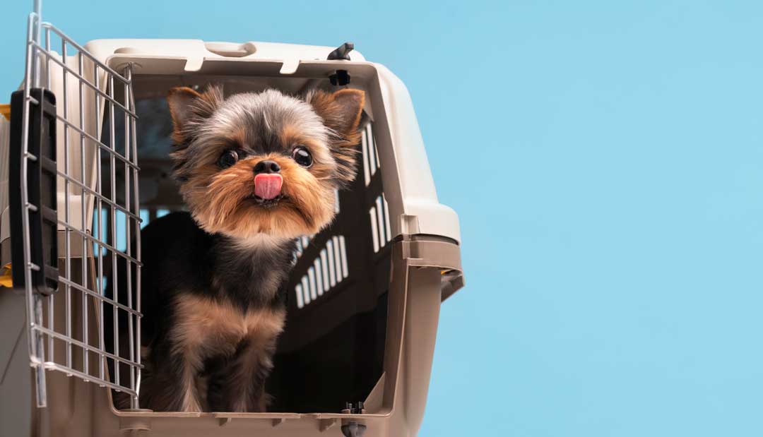 Dicas e regras para viajar com o seu pet